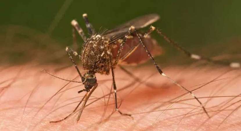 Dengue in Delhi: Seven-year-old dies at RML Hospital Dengue in Delhi: Seven-year-old dies at RML Hospital
