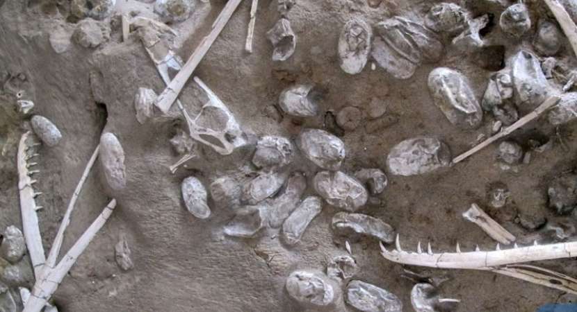 A million year old pterosaur preseved eggs discovered in China A million year old pterosaur preseved eggs discovered in China