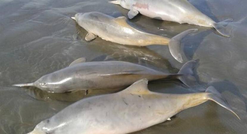 Brazil: Dozens of endangered tucuxi dolphins found dead in Sepetiba Bay Brazil: Dozens of endangered tucuxi dolphins found dead in Sepetiba Bay