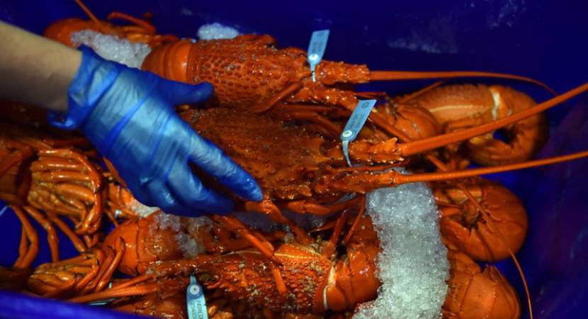Switzerland to ban live boiling of lobsters in restaurants Switzerland to ban live boiling of lobsters in restaurants