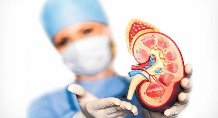 First human kidney tissue capable of producing urine developed First human kidney tissue capable of producing urine developed