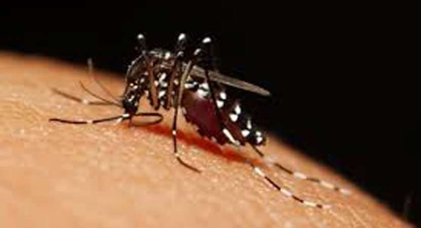 Dengue fever may increase risk of stroke: Study Dengue fever may increase risk of stroke: Study