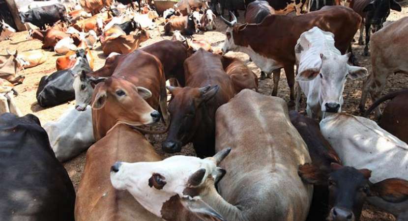 Centre issues new rules on cattle sale for slaughter Centre issues new rules on cattle sale for slaughter