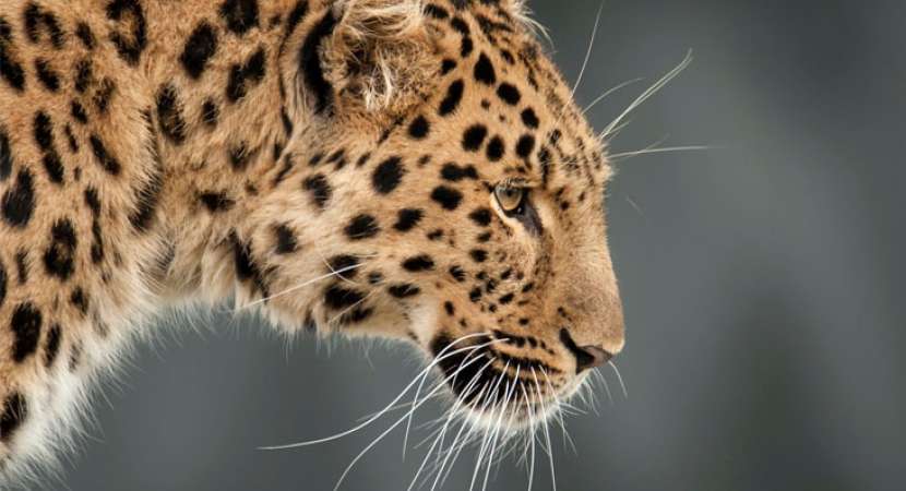 Leopard enters residential area near lata mangeshkar college, rescued after 5-hr operation Leopard enters residential area near lata mangeshkar college, rescued after 5-hr operation