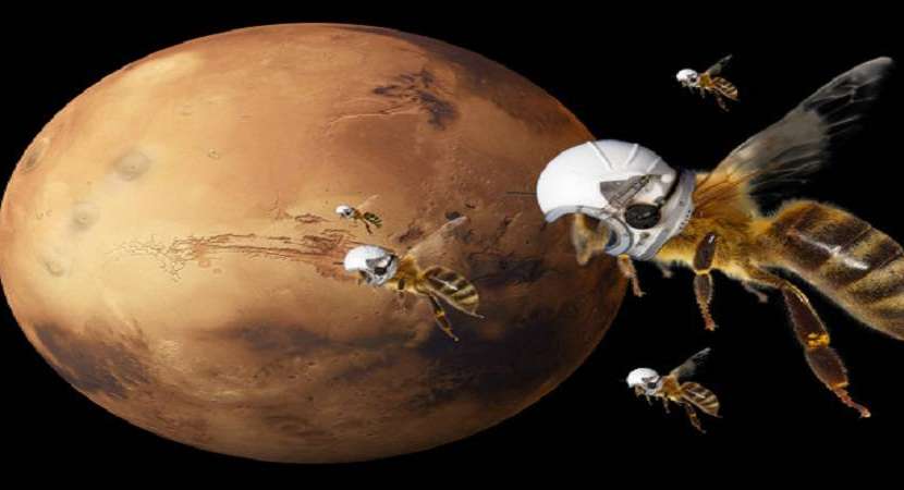 Marsbees, the flying robots the atmosphere on Mars surface Marsbees, the flying robots the atmosphere on Mars surface