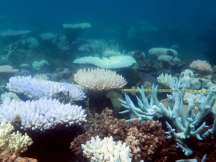 Over 30 percent corals face 'catastrophic die-off' in 2016 heatwave at Great Barrier Reef