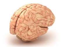 Study finds Stronger people have sharper brains