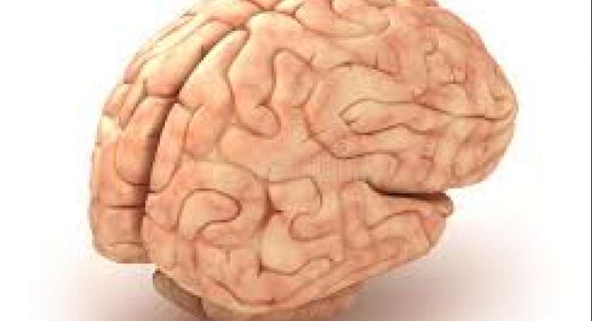 Study finds Stronger people have sharper brains Study finds Stronger people have sharper brains