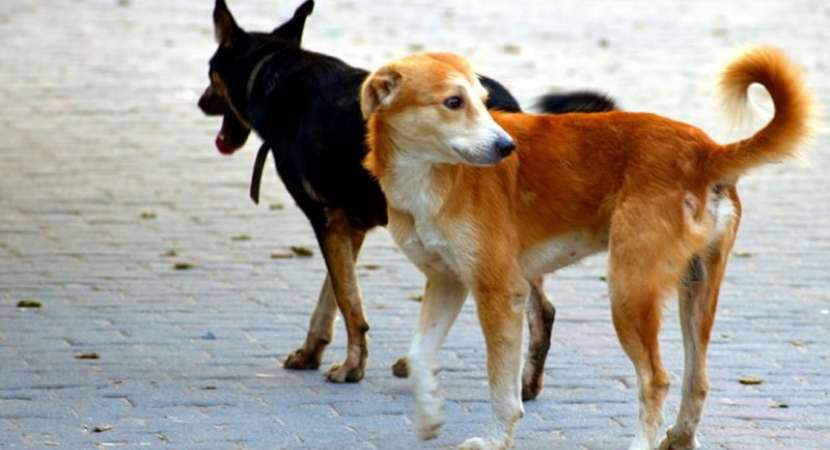 Dogs eat up man's body outside Aligarh morgue, video shakes UP authorities Dogs eat up man's body outside Aligarh morgue, video shakes UP authorities