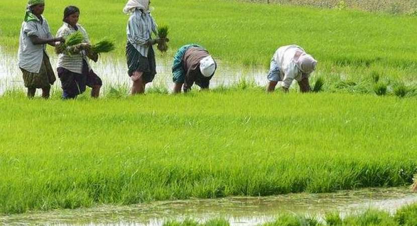 Cabinet approves plan to double farmers' income Cabinet approves plan to double farmers' income
