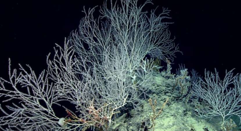 Scientists found secret community of corals 7,500 feet under the Gulf of Mexico Scientists found secret community of corals 7,500 feet under the Gulf of Mexico