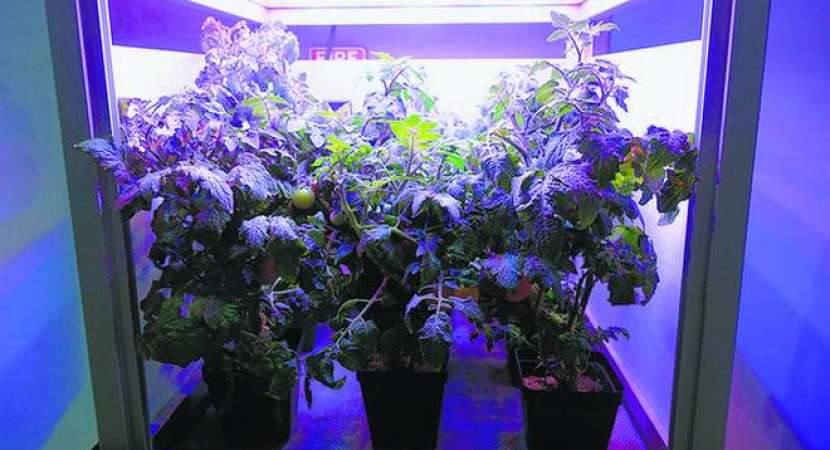 Scientists believe that artificial lights and fans might replicate the source of natural sun and wind Scientists believe that artificial lights and fans might replicate the source of natural sun and wind