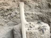 Archaeologists discovered 1,000-year-old mummy unearthed in Peru