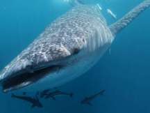 DNA samples seek to uncover whale shark secrets