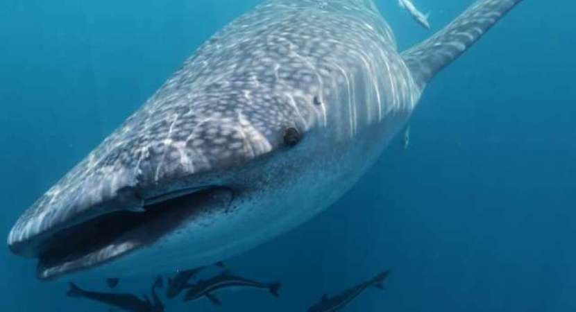 DNA samples seek to uncover whale shark secrets DNA samples seek to uncover whale shark secrets