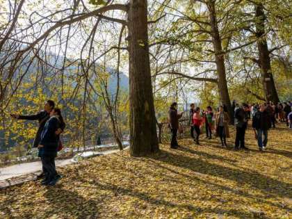 Living near woods may cut diabetes, heart disease risk Living near woods may cut diabetes, heart disease risk