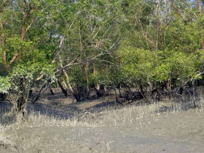Sundarbans stretches along the Bay of Bengal and considered one of the natural wonders of the world Sundarbans stretches along the Bay of Bengal and considered one of the natural wonders of the world