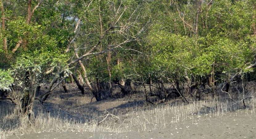 Sundarbans stretches along the Bay of Bengal and considered one of the natural wonders of the world Sundarbans stretches along the Bay of Bengal and considered one of the natural wonders of the world
