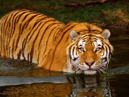 The Sunderbans Royal Bengal is the largest protected area of Tiger The Sunderbans Royal Bengal is the largest protected area of Tiger