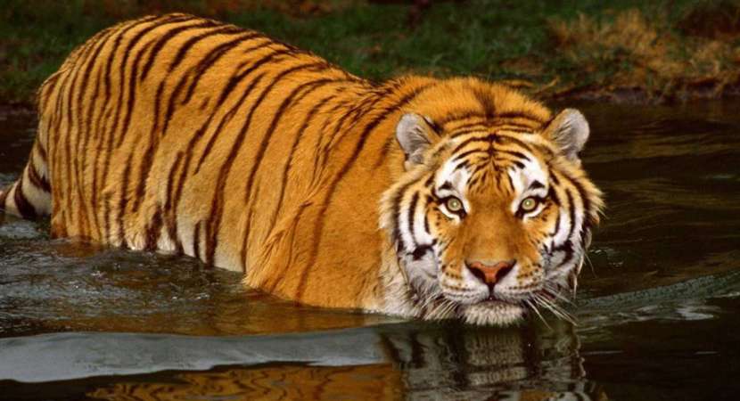 The Sunderbans Royal Bengal is the largest protected area of Tiger The Sunderbans Royal Bengal is the largest protected area of Tiger