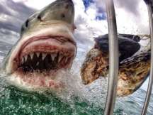 25-million-year old shark tooth found in Australia