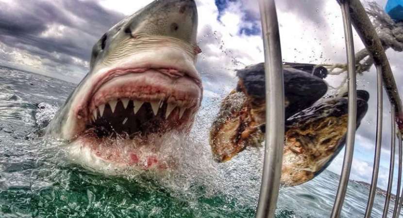 25-million-year old shark tooth found in Australia 25-million-year old shark tooth found in Australia