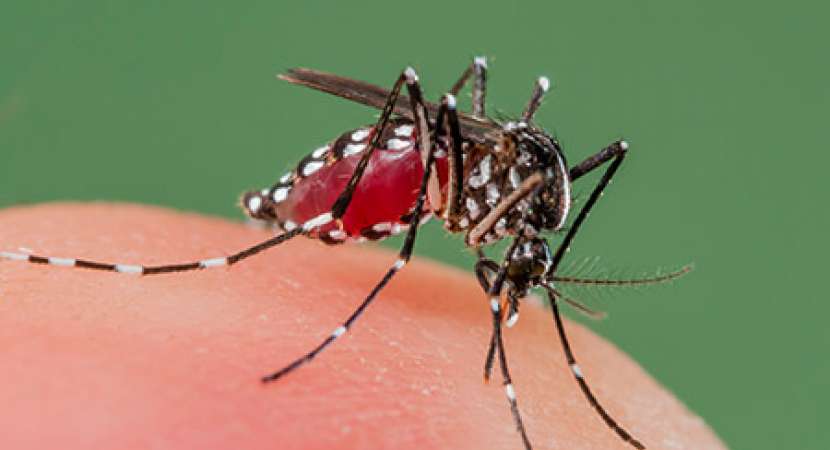 Dengue fever: Symptoms, treatment, and prevention of Dengue fever Dengue fever: Symptoms, treatment, and prevention of Dengue fever