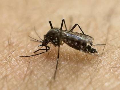 There is no single vaccine discovered to fight chikungunya There is no single vaccine discovered to fight chikungunya