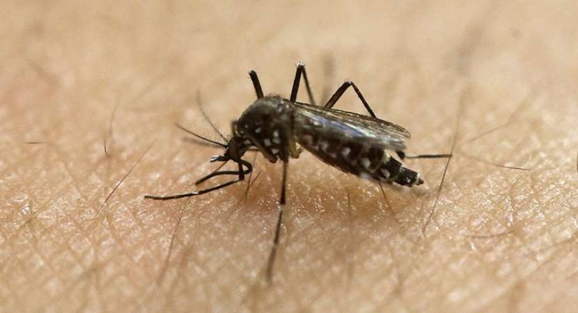 There is no single vaccine discovered to fight chikungunya There is no single vaccine discovered to fight chikungunya