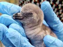India's first penguin born in Mumbai zoo, named 'freedom baby'