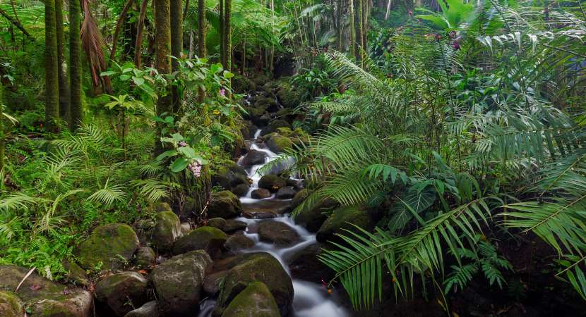 Now, there is major rainforest journalism fund! Now, there is major rainforest journalism fund!