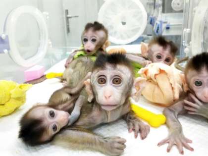 For the first time ever, multiple monkeys have been cloned from a gene-edited technology For the first time ever, multiple monkeys have been cloned from a gene-edited technology