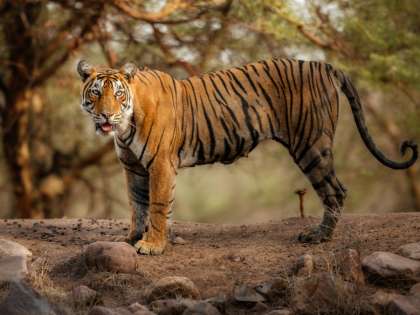 Gujarat sees a tiger after decades, cat hunt on Gujarat sees a tiger after decades, cat hunt on
