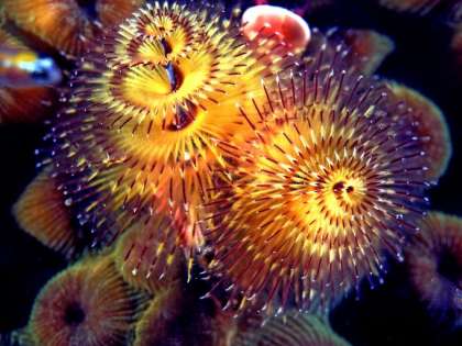 Christmas Tree Worms (Representational image) Christmas Tree Worms (Representational image)